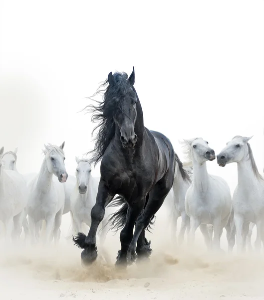 Black stallion and white horses — Stock Photo, Image