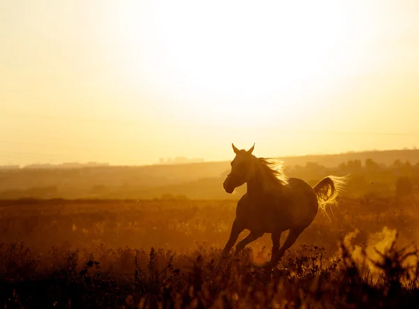 Arabisches Pferd im Sonnenuntergang läuft frei — Stockfoto