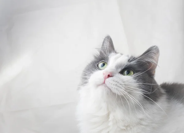 Кошка смотрит вверх — стоковое фото