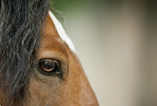 Fecho dos olhos de cavalo — Fotografia de Stock