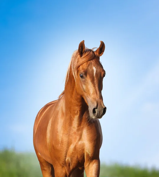 Kaštanový kůň arabský — Stock fotografie