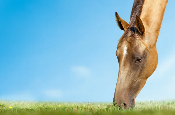 Cavallo pascolo primo piano — Foto Stock