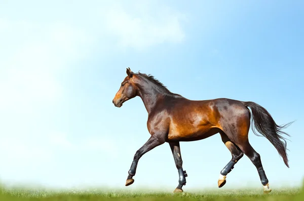 Bay horse training in summer — стоковое фото