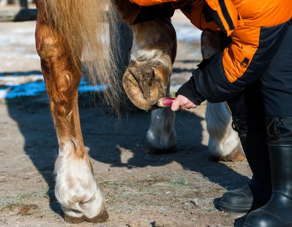 Aparar cascos de um cavalo — Fotografia de Stock
