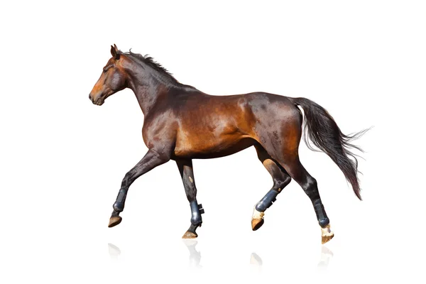 Caballo deportivo aislado sobre un blanco — Foto de Stock