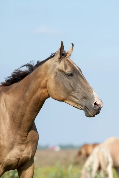 Ritratto di cavallo di razza akhal-teke — Foto Stock