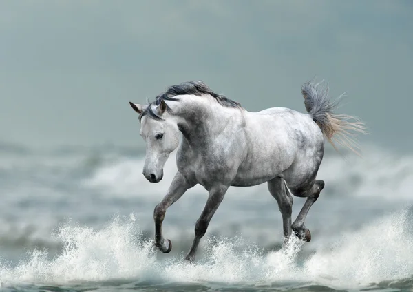 Gray arab stallion — Stock Photo, Image