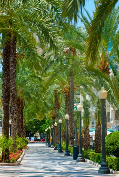 Palms alley in the center of Alicante, Spain — Stock Photo, Image