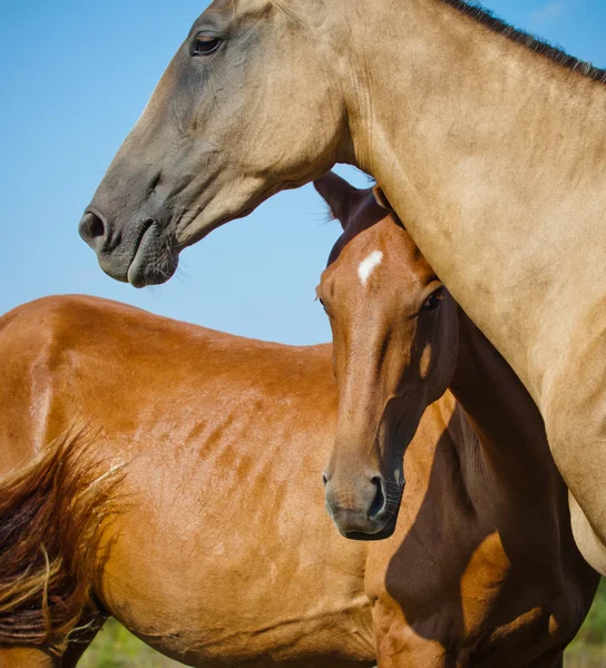 Dva koně, komunikace — Stock fotografie