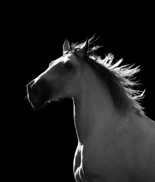 Vita hästen rör sig i mörker — Stockfoto