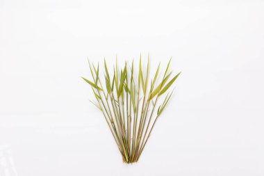 Beyaz arka planda ortak sazlık veya güney sazlığı