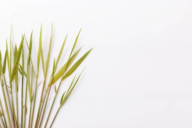 Beyaz arka planda ortak sazlık veya güney sazlığı