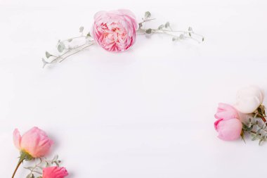 Beyaz arka planda şenlikli çiçekli İngiliz gülü kompozisyonu. Üst manzara, düz yatış. Boşluğu kopyala.