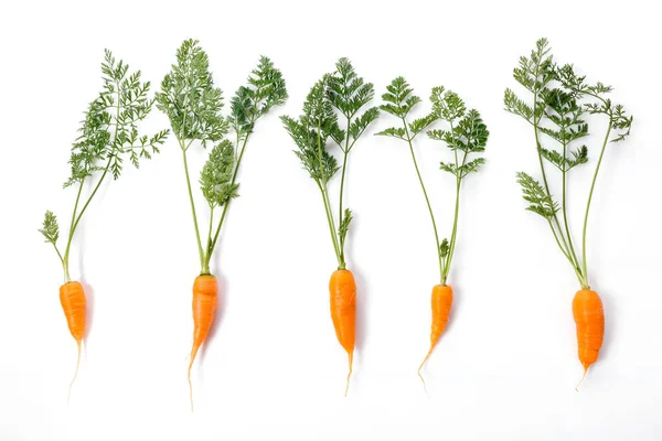 Carota vegetale con foglie isolate su sfondo bianco ritaglio — Foto Stock