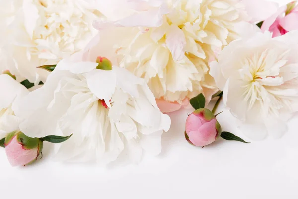 Bandera romántica, delicadas flores de peonías blancas de cerca. Pétalos rosados fragantes — Foto de Stock