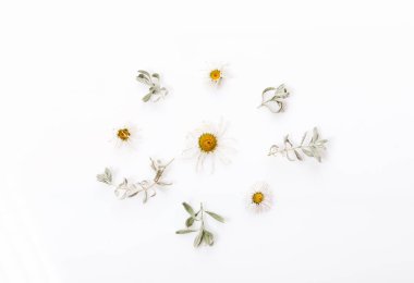Çiçek kompozisyonu. Beyaz arka planda kurumuş çiçeklerden oluşan desen. Düz yatış, üst görünüm