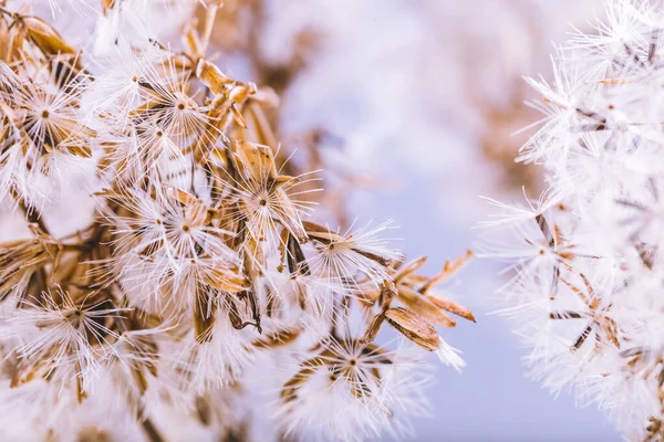 Plantas de pelusa naturales abstractas de cerca, fondo otoño o invierno — Foto de Stock