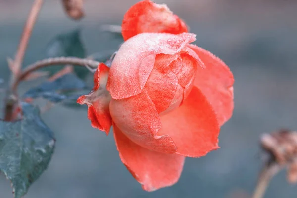 Belles fleurs de roses de corail dans le jardin de près. Effet teinté — Photo