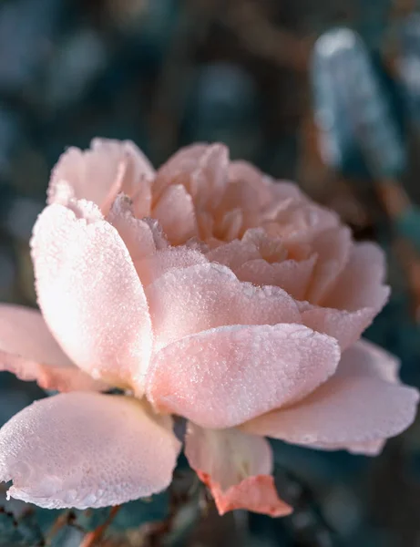 Zima w ogrodzie. Hoarfrost na płatkach różowej róży, pierwszy mróz. — Zdjęcie stockowe