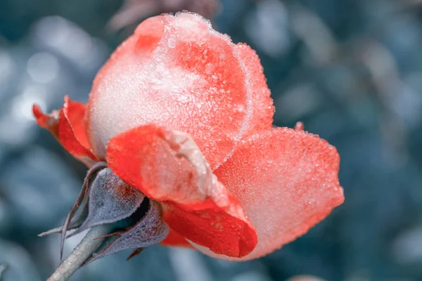 庭の美しいサンゴのバラの花を閉じます。着色効果 — ストック写真