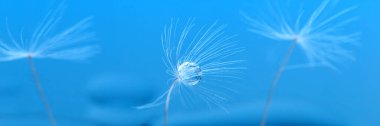 Macro fotoğraf, karahindiba tohumları mavi bir arka planda çiğ damlaları