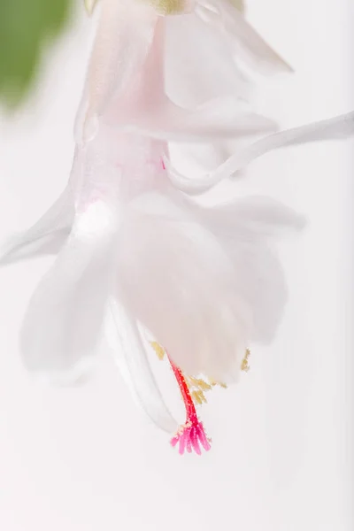 Exotic white flower Christmas Cactus, Epiphyllanthus, schlumbergera, zygocactus close up on white background