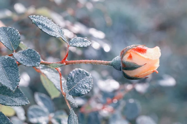 Zima w ogrodzie. Mróz na płatkach żółtej róży, pierwszy mróz. — Zdjęcie stockowe
