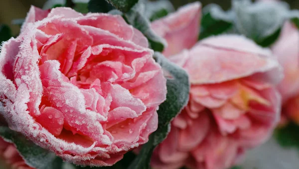 Winter im Garten. Raureif auf den Blütenblättern der rosa Rose, der erste Frost. — Stockfoto