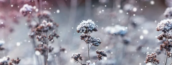 干枯的枝条被蓬松的雪覆盖，冬季背景。冬季森林里的阳光. — 图库照片