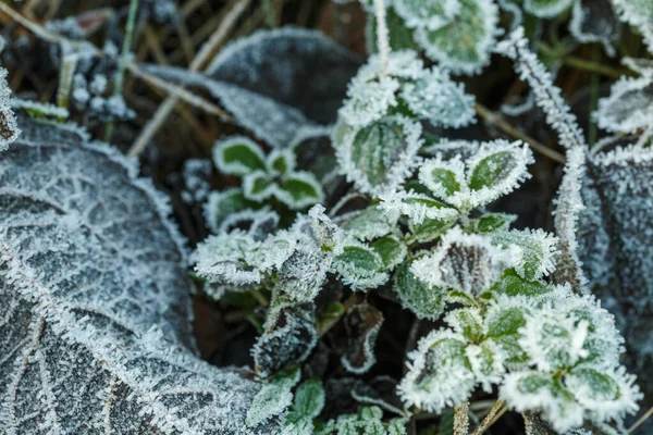 Trockener Zweig, bedeckt von flauschigem Schnee, winterlicher Hintergrund. Sonnenlicht im Winterwald. — Stockfoto