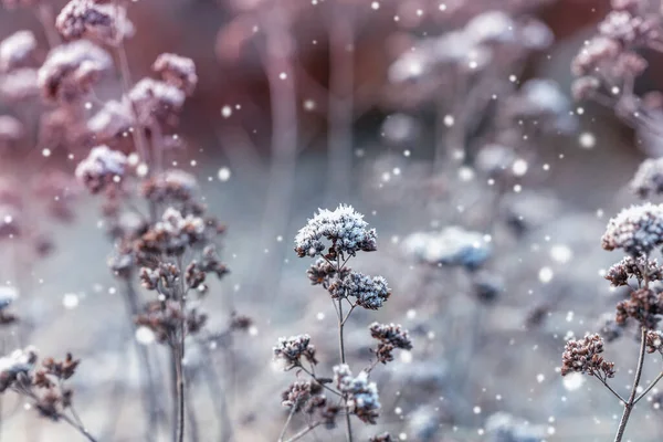 干枯的枝条被蓬松的雪覆盖，冬季背景。冬季森林里的阳光. — 图库照片