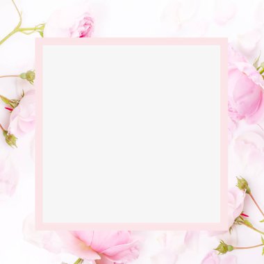 Çiçek kompozisyonu. Beyaz arka planda pembe gül çiçeklerinden yapılmış çerçeve. Düz konum, üst görünüm, kopyalama alanı