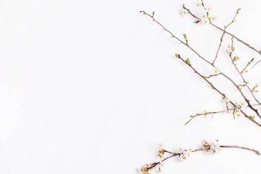 Beyaz masaüstünde kiraz çiçekleri dalları ile bahar arkaplanı, üst görünüm, çerçeve, düz uzanma
