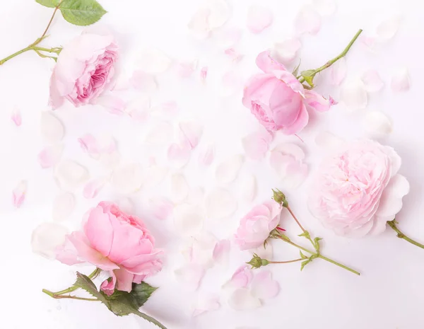 Composición de flores. Marco de flores de color rosa sobre fondo blanco. Plano, vista superior, espacio para copiar — Foto de Stock