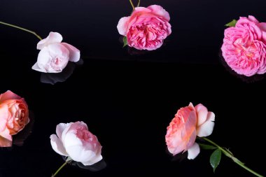 Siyah arka planda pembe güller. Çiçek kompozisyonu. Siyah arkaplanda pembe gülden yapılmış çerçeveler. Düz yatıyordu