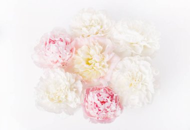 Güzel aromatik taze çiçek açan pembe şakayık deseni, yakın görüş. Romantik arkaplan