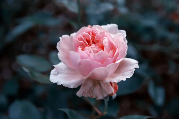 Rose rose tendre dans le jardin sur fond de feuilles sombres, effet tonique. — Photo