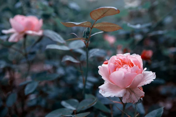 Rose rose tendre dans le jardin sur fond de feuilles sombres, effet tonique. — Photo