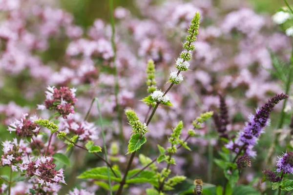 Floreciente menta blanca y púrpura, orégano en el jardín de hierbas — Foto de Stock