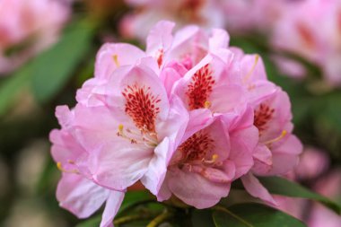 Pembe rhododendron makrosu, yakın plan, rhododenronların fidanlığında yemyeşil çiçek açar..