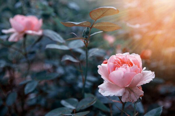 Tender pink rose in the garden against a background of dark leaves, toned effect.