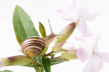 Pembe narin çiçekli salyangoz. Yakın çekim, stüdyo fotoğrafı.