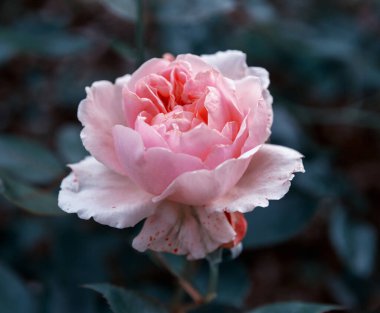 Bahçedeki yumuşak pembe gül koyu yapraklı arka planda, tonlu efekt.