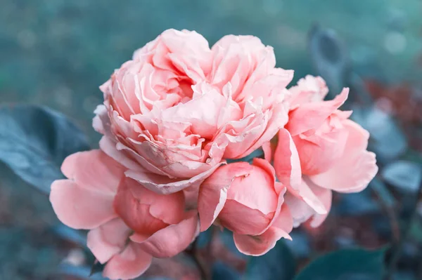 Tender roze roos in de tuin tegen een achtergrond van donkere bladeren, afgezwakt effect. — Stockfoto