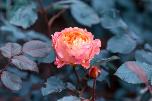 Tender różowy róż pomarańczowy w ogrodzie na tle ciemnych liści, stonowany efekt. — Zdjęcie stockowe