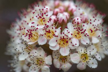 Kestane kırmızısı yapraklı ve beyaz Physocarpus opulifolius çiçekleri. Bir bahar günü çiçekli arka plan.