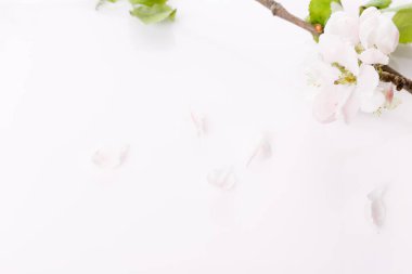 Bahar çiçekleri. Beyaz ahşap arka planda elma çiçekleri. Düz yatış, üst görünüm