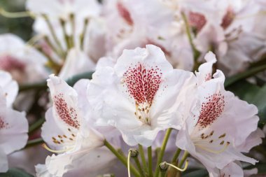 Beyaz rhododendron mor ve beyaz sıçrama