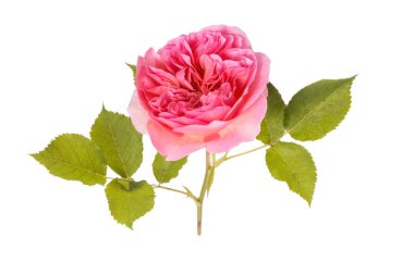 Pembe gül çiçeği beyaz arkaplanda izole edilmiş, yakın plan.