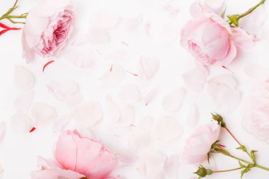 Çiçek kompozisyonu. Beyaz arka planda pembe gül çiçeklerinden yapılmış çerçeve. Düz konum, üst görünüm, kopyalama alanı